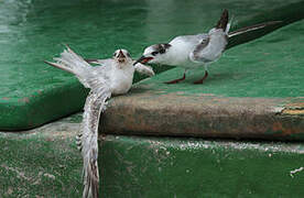 Common Tern