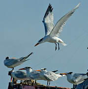 Royal Tern