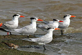 Royal Tern