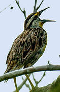 Eastern Meadowlark