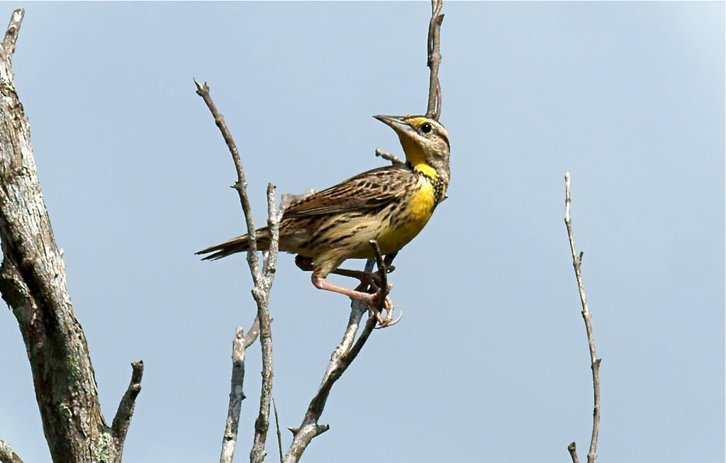 Eastern Meadowlark