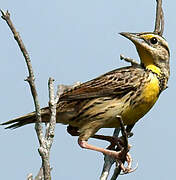 Eastern Meadowlark