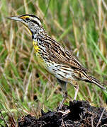 Eastern Meadowlark