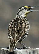 Eastern Meadowlark