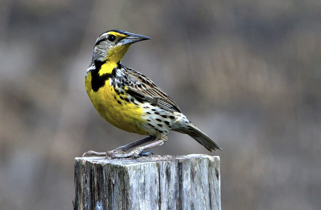 Eastern Meadowlark