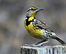 Eastern Meadowlark