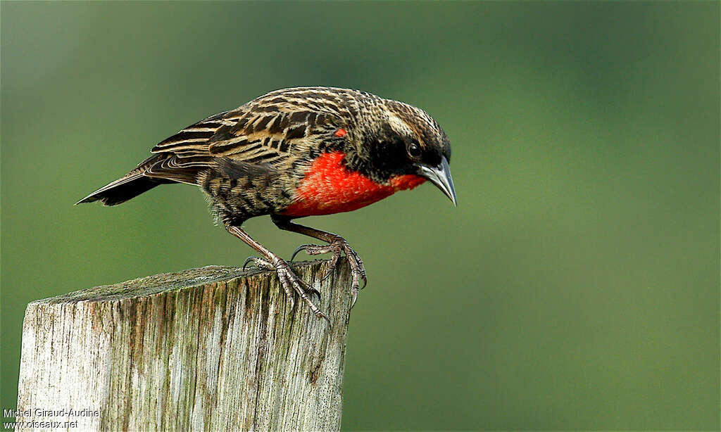 Sturnelle militaire mâle immature, identification