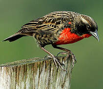 Red-breasted Blackbird