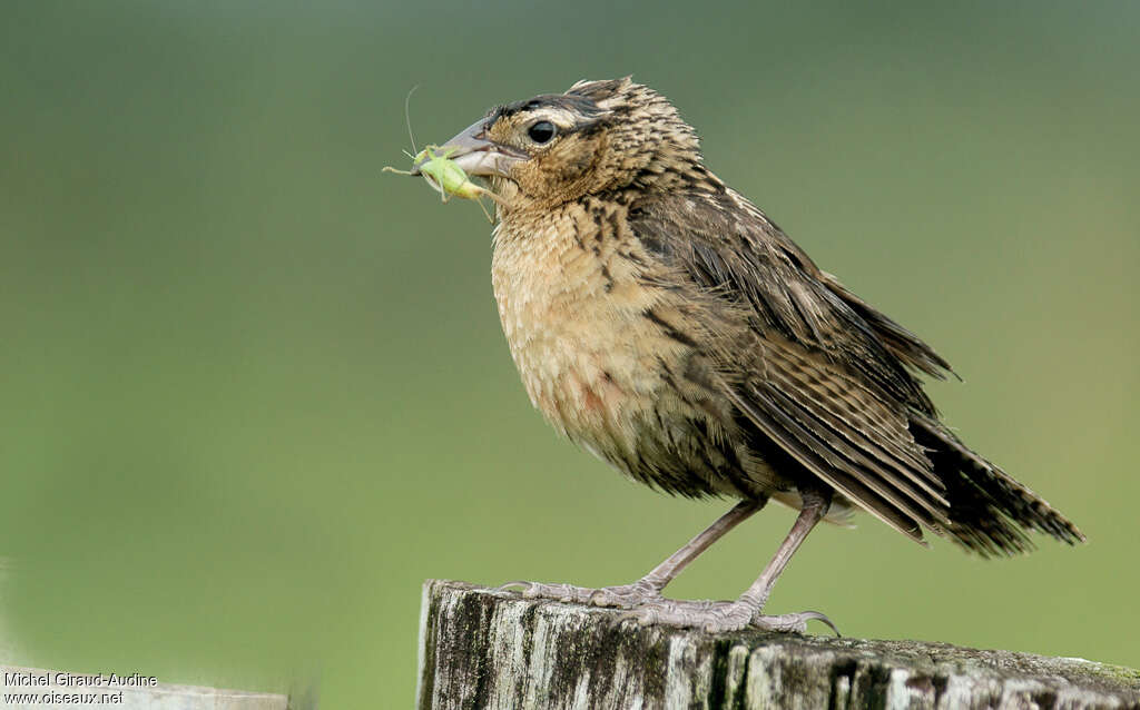 Red-breasted Blackbird female adult, feeding habits