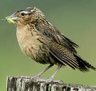 Red-breasted Blackbird