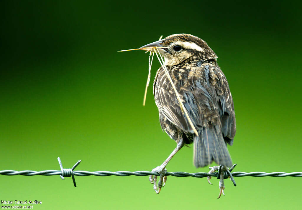 Red-breasted Meadowlark female adult, Reproduction-nesting