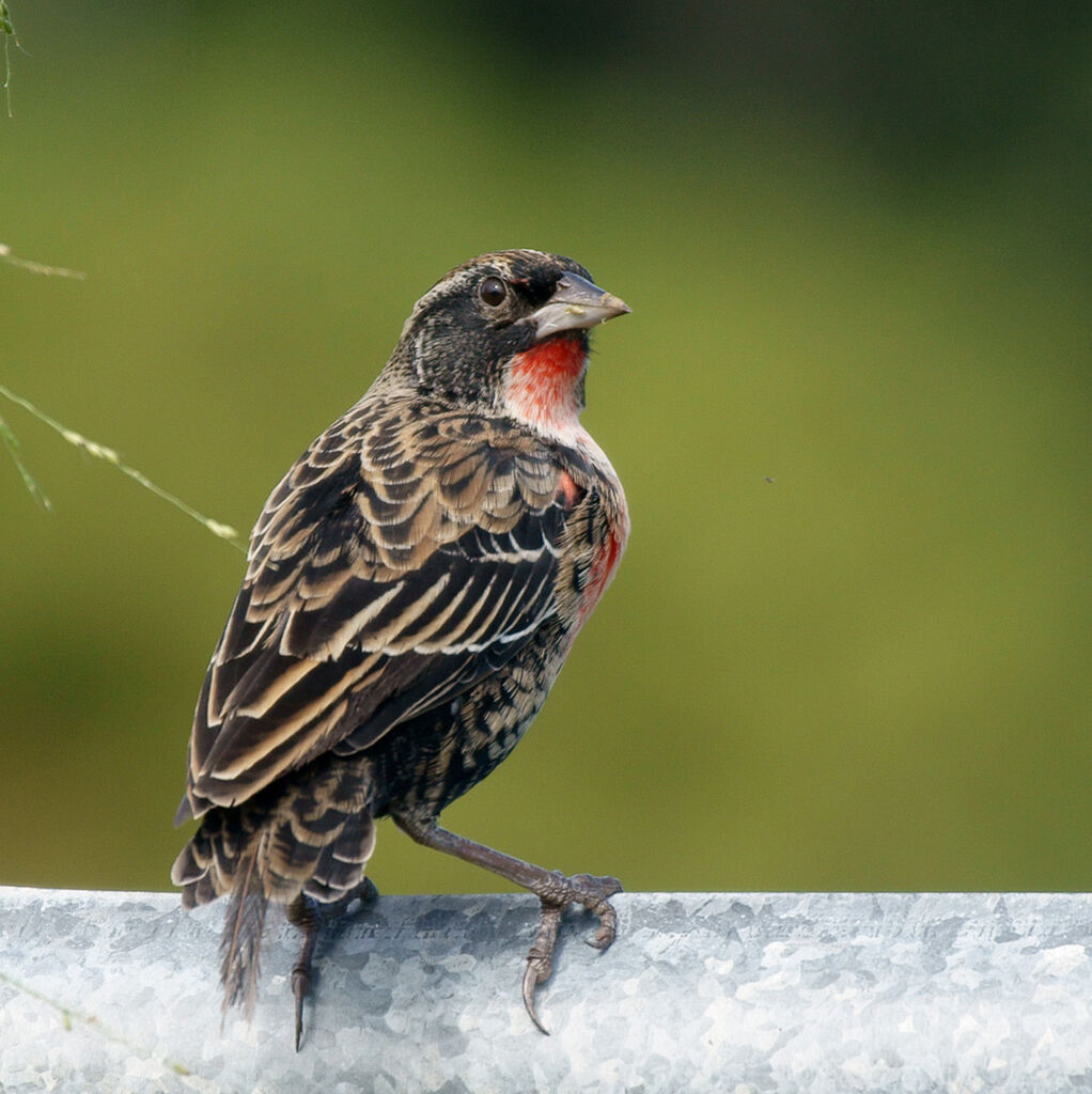 Red-breasted Blackbird male immature