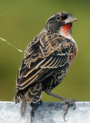 Red-breasted Meadowlark