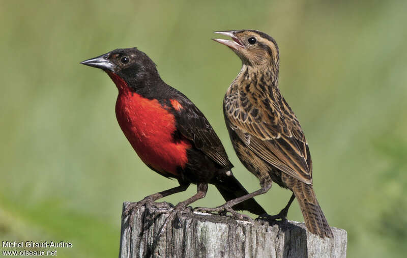 Red-breasted Blackbird, pigmentation, Behaviour
