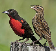 Red-breasted Blackbird