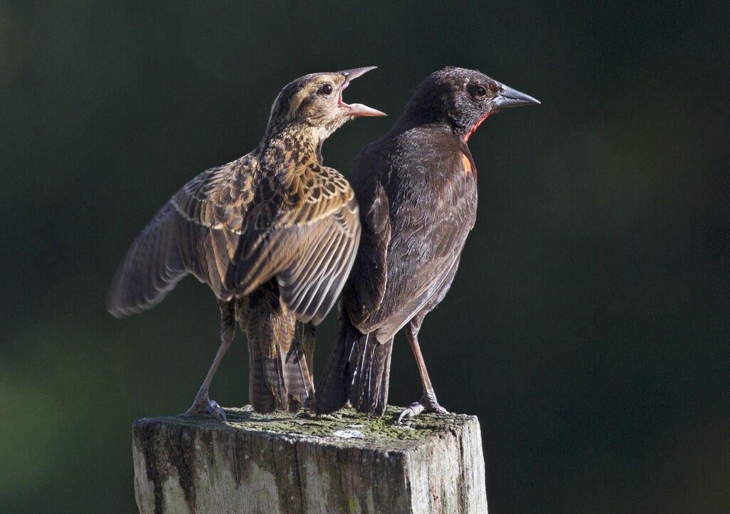 Red-breasted Blackbird, Behaviour