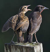 Red-breasted Meadowlark