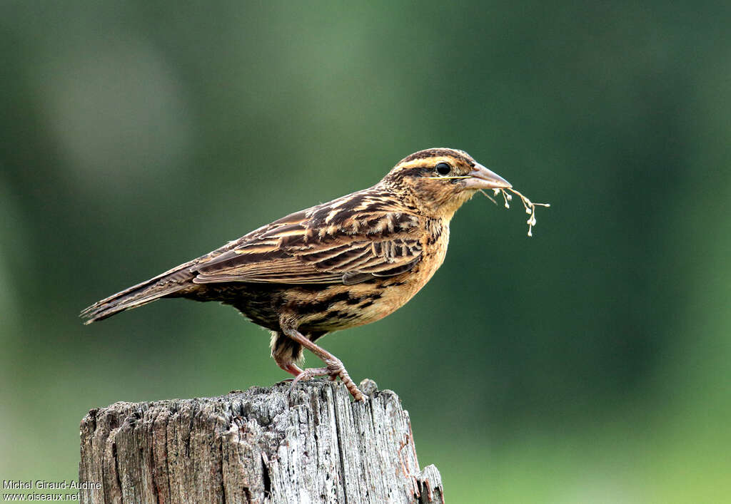 Red-breasted Meadowlark female adult, pigmentation, Reproduction-nesting