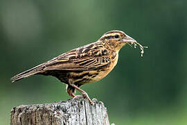 Red-breasted Meadowlark