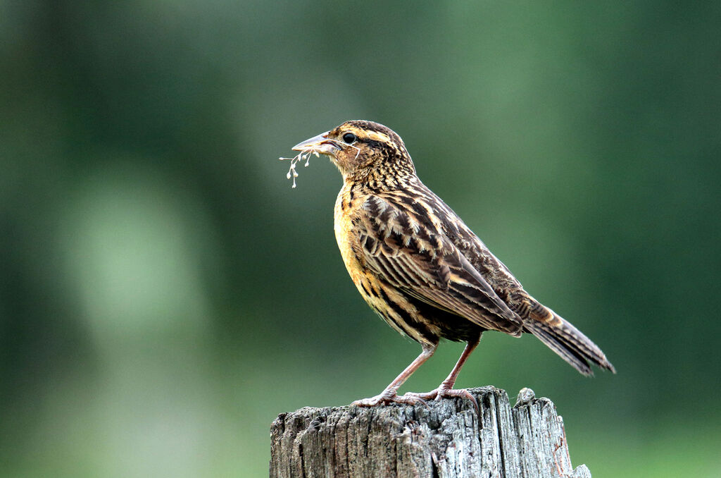 Red-breasted Blackbird female adult, Reproduction-nesting