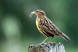 Red-breasted Blackbird