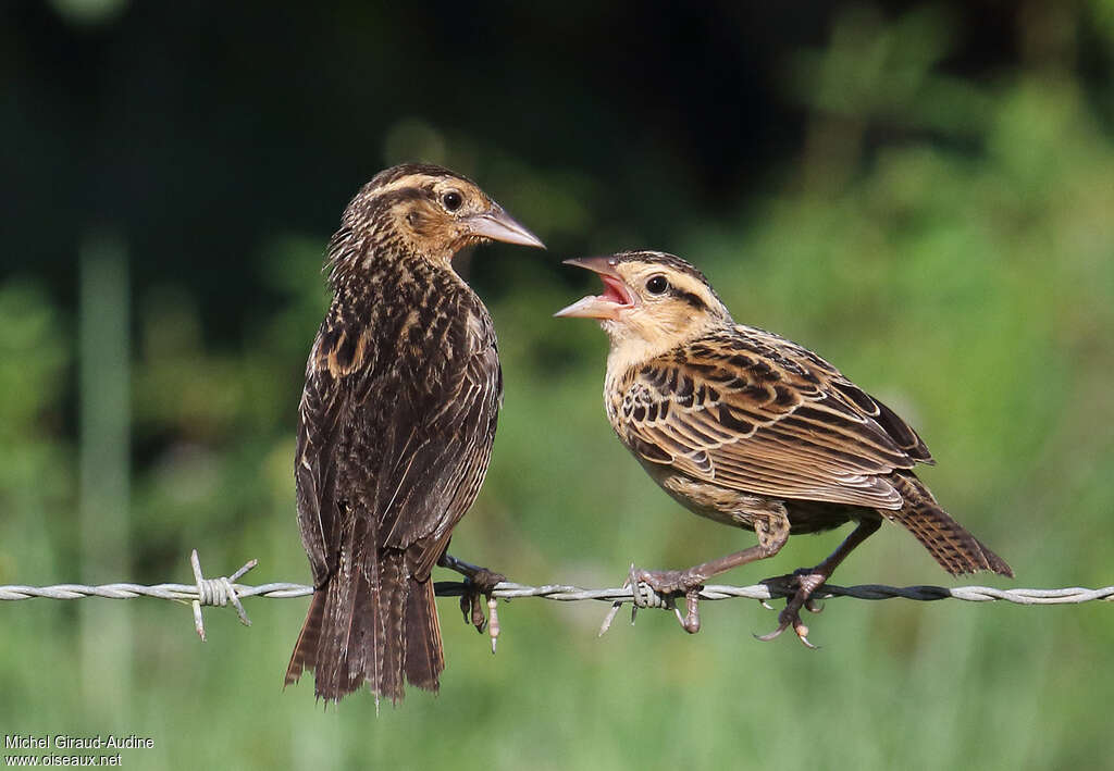 Red-breasted Blackbird, pigmentation