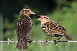 Red-breasted Blackbird