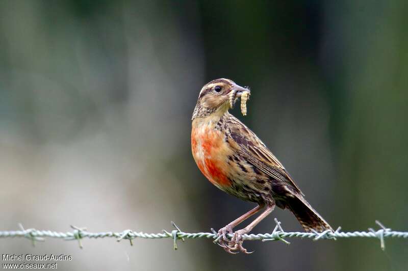 Red-breasted Blackbird male immature, feeding habits