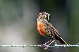 Red-breasted Blackbird