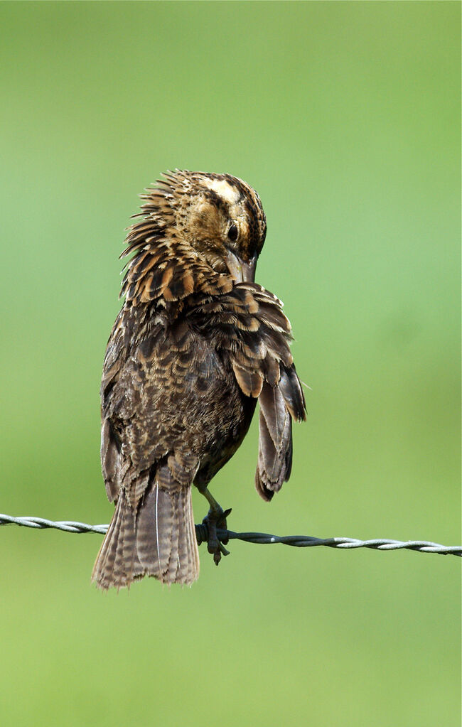 Red-breasted Meadowlark