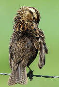 Red-breasted Meadowlark