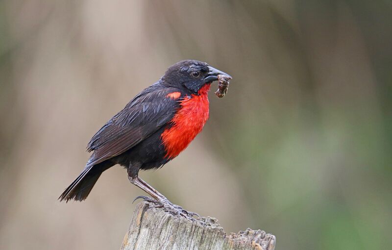 Red-breasted Blackbird male adult, feeding habits