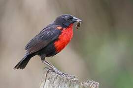 Red-breasted Blackbird