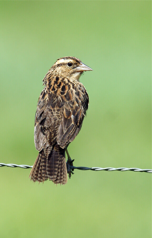 Red-breasted Blackbird female