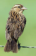 Red-breasted Blackbird