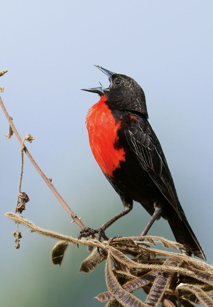 Red-breasted Blackbird