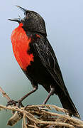 Red-breasted Meadowlark