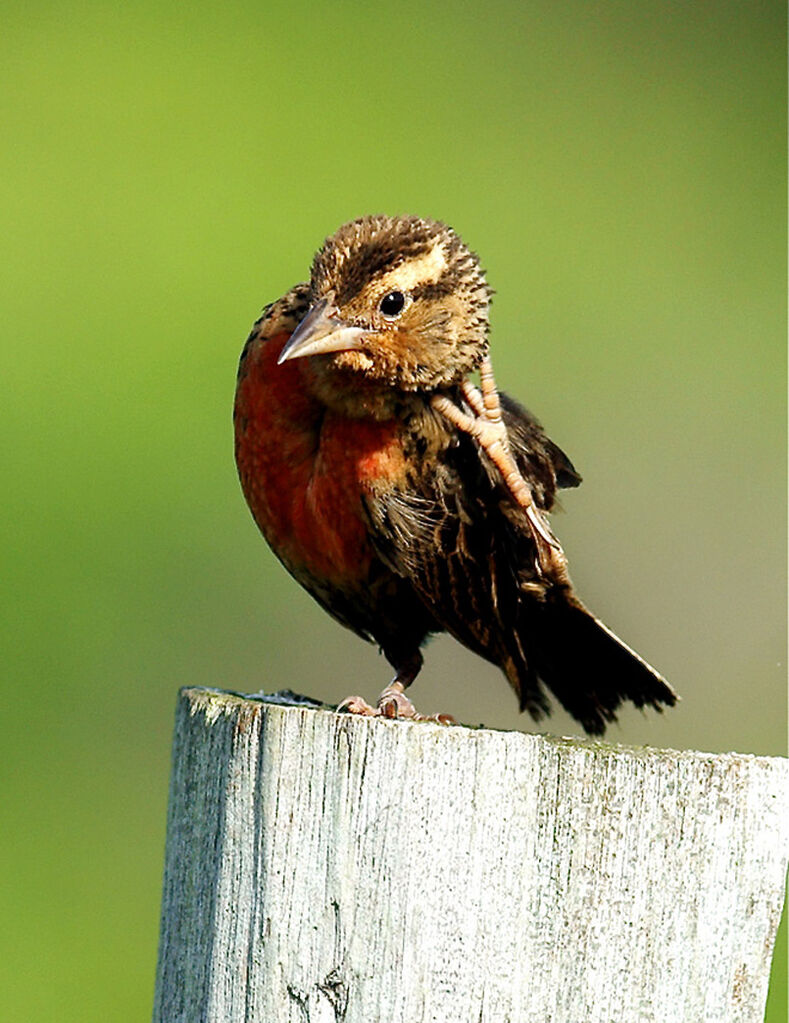 Red-breasted Blackbird