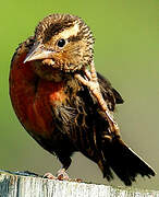 Red-breasted Blackbird