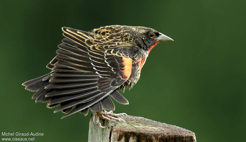 Red-breasted Blackbird male immature, pigmentation, Behaviour
