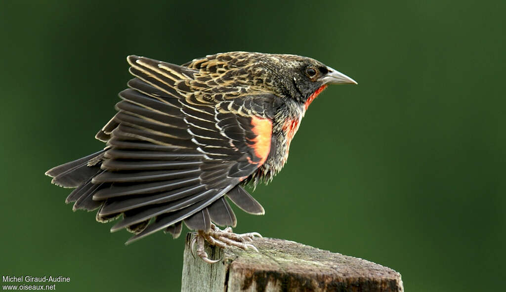 Red-breasted Meadowlark male immature, pigmentation, Behaviour