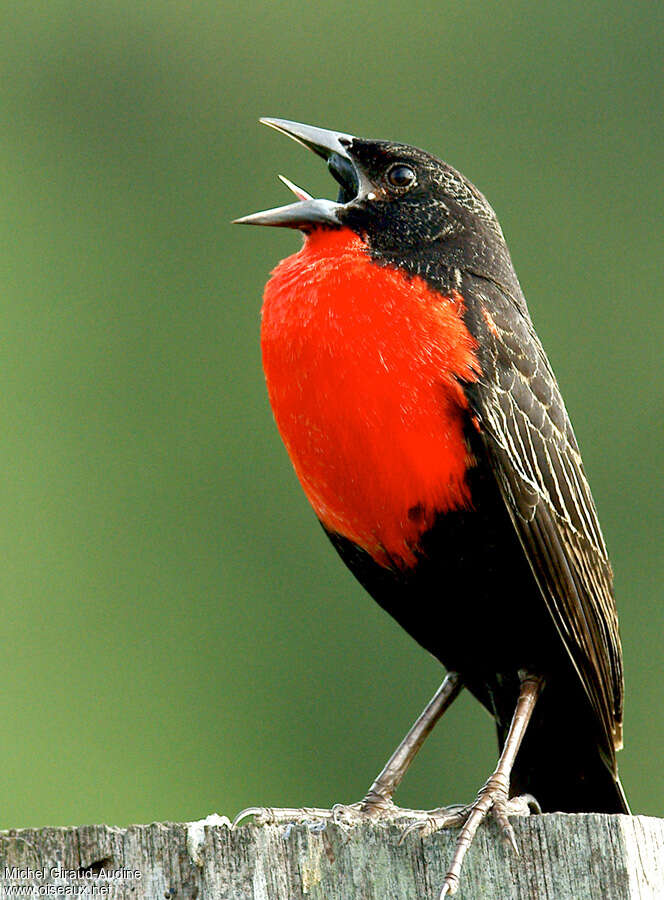 Red-breasted Blackbirdadult, song