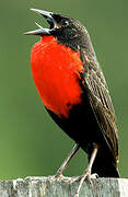 Red-breasted Meadowlark