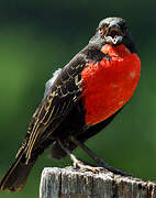 Red-breasted Blackbird