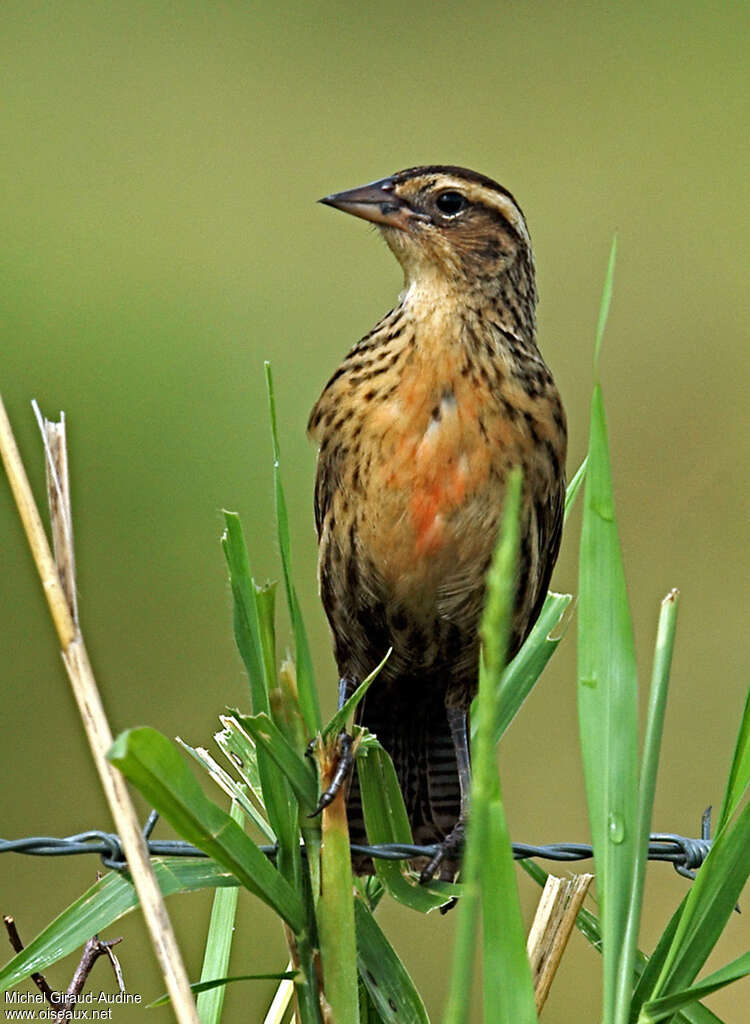 Red-breasted Blackbird female adult, Behaviour