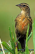 Red-breasted Blackbird