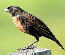 Red-breasted Blackbird