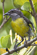 Bananaquit