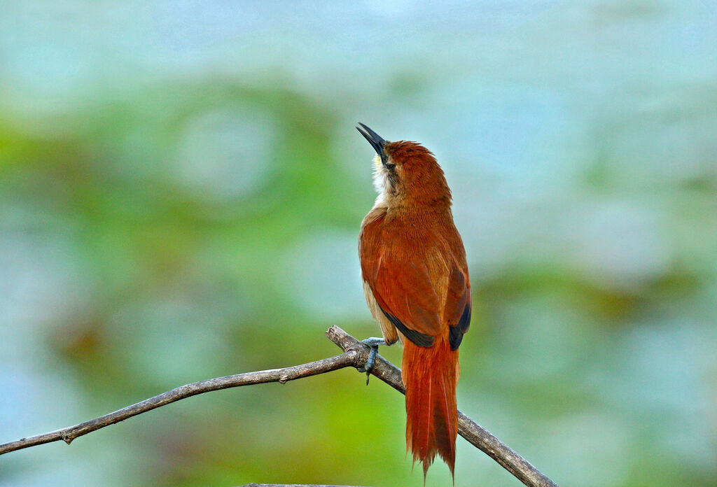 Yellow-chinned Spinetailadult