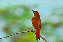 Yellow-chinned Spinetail